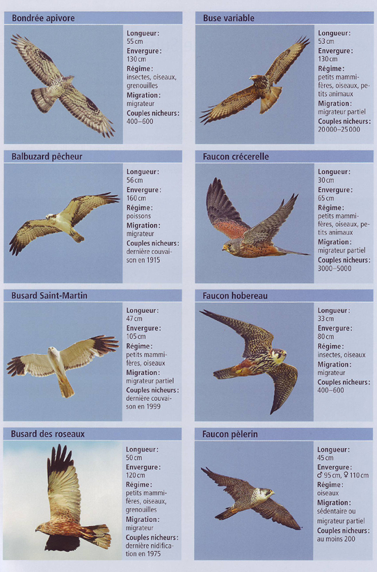 Les Rapaces diurnes en Suisse, Parapente, Gleitschirm, Paragliding — free download